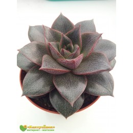 Эхеверия пурпузорум, Эхеверия Пурпуса (Echeveria purpusorum)
