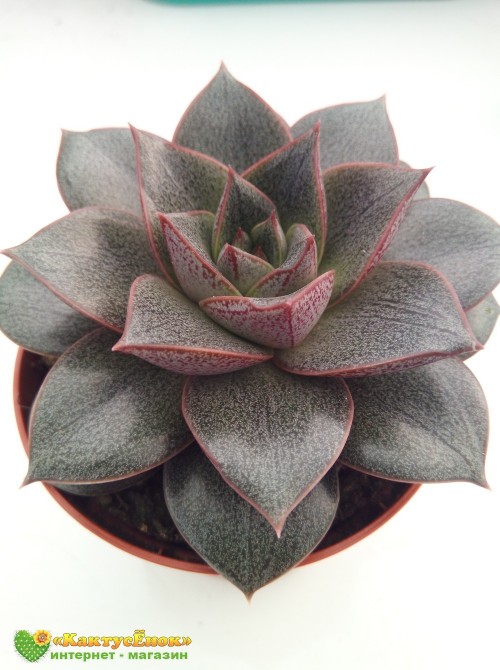 Эхеверия пурпузорум, Эхеверия Пурпуса (Echeveria purpusorum) 