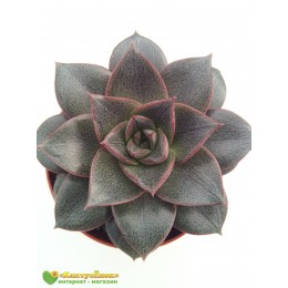 Эхеверия пурпузорум, Эхеверия Пурпуса (Echeveria purpusorum)