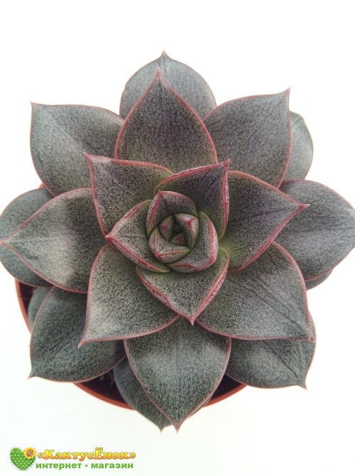 Эхеверия пурпузорум, Эхеверия Пурпуса (Echeveria purpusorum) 