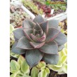 Эхеверия пурпузорум, Эхеверия Пурпуса (Echeveria purpusorum) 