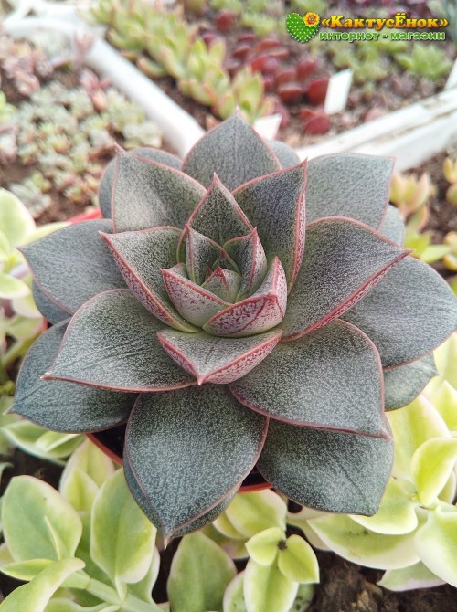 Эхеверия пурпузорум, Эхеверия Пурпуса (Echeveria purpusorum) 