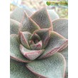 Эхеверия пурпузорум, Эхеверия Пурпуса (Echeveria purpusorum) 