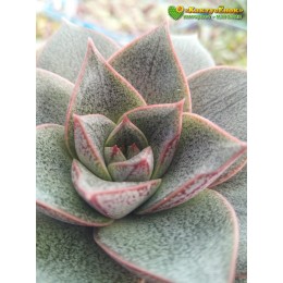 Эхеверия пурпузорум, Эхеверия Пурпуса (Echeveria purpusorum)