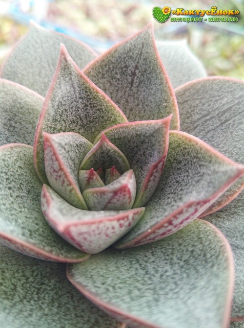 Эхеверия пурпузорум, Эхеверия Пурпуса (Echeveria purpusorum) 