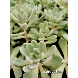 2 листовых черенка Пахиверия  Шейдекери (Pachyveria Scheideckeri)