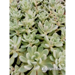 2 листовых черенка Пахиверия  Шейдекери (Pachyveria Scheideckeri)