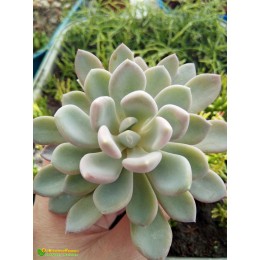 2 листовых черенка Пахиверия  Шейдекери (Pachyveria Scheideckeri)