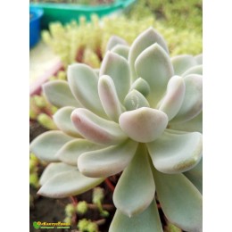 2 листовых черенка Пахиверия  Шейдекери (Pachyveria Scheideckeri)
