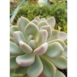 2 листовых черенка Пахиверия  Шейдекери (Pachyveria Scheideckeri)