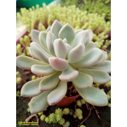 2 листовых черенка Пахиверия  Шейдекери (Pachyveria Scheideckeri)
