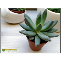 2 листовых черенка Пахиверия сизая (Pachyveria glauca, пахиверия глаука)