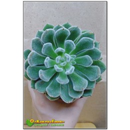 2 листовых черенка Эхеверия Атласная (Echeveria cv. Bombycina, эхеверия бомбицина)