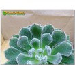 2 листовых черенка Эхеверия Атласная (Echeveria cv. Bombycina, эхеверия бомбицина) 