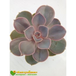 2 листовых черенка Эхеверия горбатоцветковая (Echeveria gibbiflora f. Metallica, эхеверия гиббифлора)