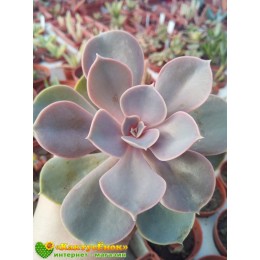 2 листовых черенка Эхеверия горбатоцветковая (Echeveria gibbiflora f. Metallica, эхеверия гиббифлора)