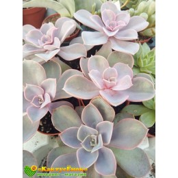 2 листовых черенка Эхеверия горбатоцветковая (Echeveria gibbiflora f. Metallica, эхеверия гиббифлора)