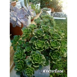 2 листовых черенка Эхеверия многостебельная (Echeveria multicaulis, эхеверия мультикаулис)