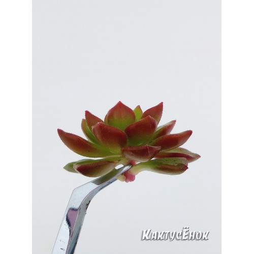 2 листовых черенка Эхеверия многостебельная (Echeveria multicaulis, эхеверия мультикаулис)