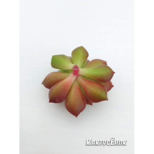 2 листовых черенка Эхеверия многостебельная (Echeveria multicaulis, эхеверия мультикаулис)