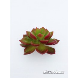 2 листовых черенка Эхеверия многостебельная (Echeveria multicaulis, эхеверия мультикаулис)