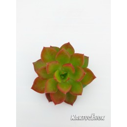 2 листовых черенка Эхеверия многостебельная (Echeveria multicaulis, эхеверия мультикаулис)