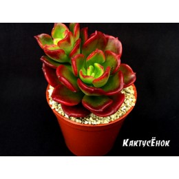 2 листовых черенка Эхеверия многостебельная (Echeveria multicaulis, эхеверия мультикаулис)