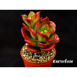 2 листовых черенка Эхеверия многостебельная (Echeveria multicaulis, эхеверия мультикаулис)
