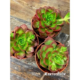 2 листовых черенка Эхеверия многостебельная (Echeveria multicaulis, эхеверия мультикаулис)