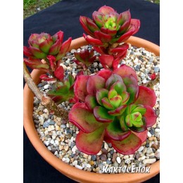2 листовых черенка Эхеверия многостебельная (Echeveria multicaulis, эхеверия мультикаулис)