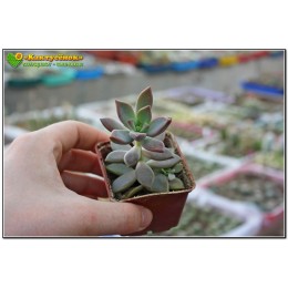 2 листовых черенка Граптоверия янтарная (Graptoveria cv. Gilva, граптоверия гилва)