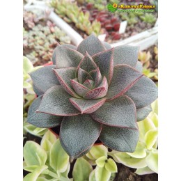 2 листовых черенка Эхеверия пурпурная (Echeveria purpusorum, эхеверия пурпузорум)