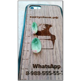 Листовой черенок Пахифитум компактный (Pachyphytum compactum)