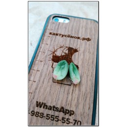 Листовой черенок Пахифитум компактный (Pachyphytum compactum)