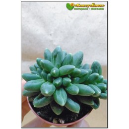 Листовой черенок Пахифитум компактный (Pachyphytum compactum)