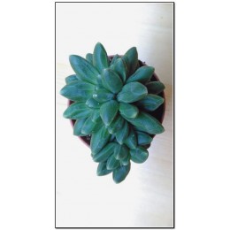 Листовой черенок Пахифитум компактный (Pachyphytum compactum)