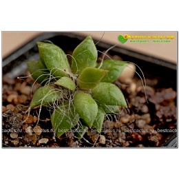2 листовых черенка Анакампсерос рыжеватый (Anacampseros rufescens, анакампсерос руфесценс)