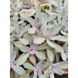 Листовой черенок Граптоверия сорт Фрэд Айвс (aff. Graptoveria cv. Fred Ives)