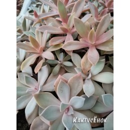 Листовой черенок Граптоверия сорт Фрэд Айвс (aff. Graptoveria cv. Fred Ives)