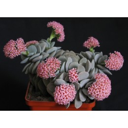 Два неукоренённых листика Крассула "Морганс бьюти" (Crassula CV.'Morgan's Beauty')