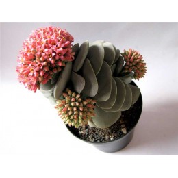 Два неукоренённых листика Крассула "Морганс бьюти" (Crassula CV.'Morgan's Beauty')