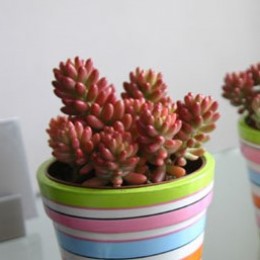 2 листовых черенка Очиток красноокрашенный (Sedum rubrotinctum, седум рубротинктум)