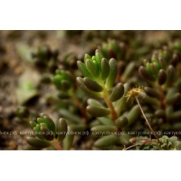 2 листовых черенка Очиток красноокрашенный (Sedum rubrotinctum, седум рубротинктум)