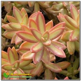 2 неукоренённых листика Очиток Нуссбаумера (Sedum nussbaumerianum)