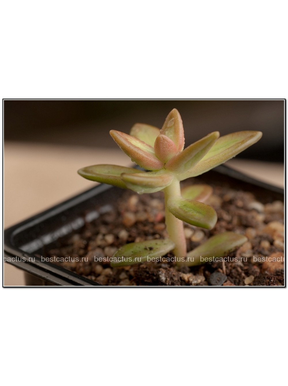 2 неукоренённых листика Очиток Нуссбаумера (Sedum nussbaumerianum)