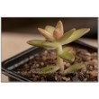 2 неукоренённых листика Очиток Нуссбаумера (Sedum nussbaumerianum) 