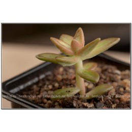 2 неукоренённых листика Очиток Нуссбаумера (Sedum nussbaumerianum)