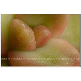 2 неукоренённых листика Очиток Нуссбаумера (Sedum nussbaumerianum)
