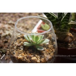 2 листовых черенка Эхеверия пулидонис (Echeveria pulidonis)