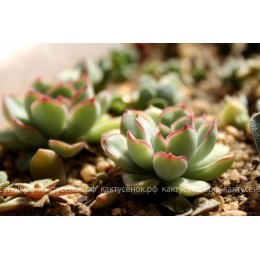 2 листовых черенка Эхеверия пулидонис (Echeveria pulidonis)